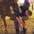 Mid-South Farriers